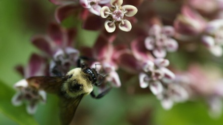 Il caldo precoce disdice gli appuntamenti tra fiori e impollinatori