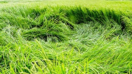 Şiddətinə voş bə Tolış şəhri 800 hektar bicoron ziyoni bois be.