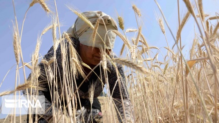 Récolte de blé et d'orge dans le nord de l'Iran