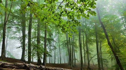 हीरकानी जंगलों ने मारी बाज़ी 