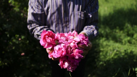 पूर्वी आज़रबाइजान में गुलाब के फूलों का फ़ैस्टिवल 