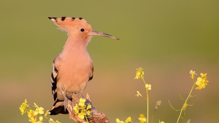 ईरान में वन्य जीवन 