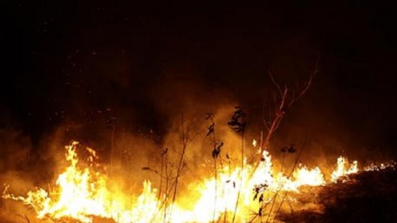 Greenpeace,+145% di incendi in Amazzonia