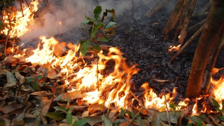 Países amazónicos deben asumir gestión de daños de los incendios