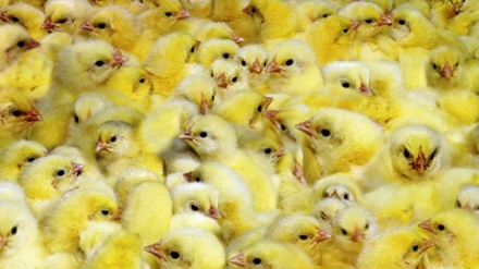 Ostoroədə vey dıjdə inkubator zəvodi ojbemon