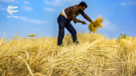 Iran: inizia raccolto del grano, produzione stimata su 14 milioni di tonnellate