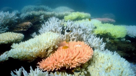 Sos coralli Australia