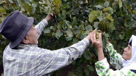 Tolış şəhristani boğonədə fındıği çıniye təşkil be