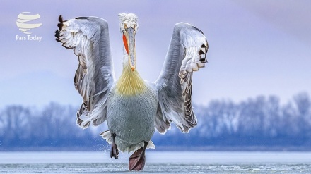 Kontes Foto Burung  2019