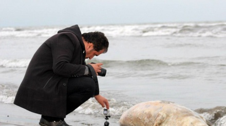 Нефтяное загрязнение и вымирание осетровых и тюленей Каспийского моря