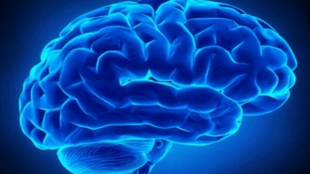 Conoscere l'Islam (43), la creazione dell’essere umano: cervello