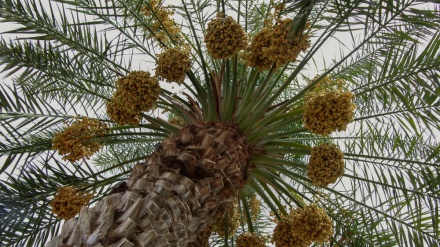 Panen Kurma di Sistan Baluchestan, Iran