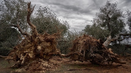 400 lloje pemësh në Evropë rrezikohen nga zhdukja