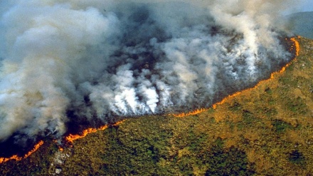 Deforestasi di Amazon, Pemusnahan Paru-Paru Bumi