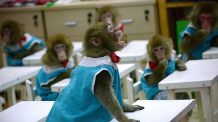 میمون های دانش آموز در تایلند+ویدیویی