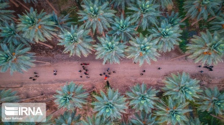 Grande marche d’Arbaïn : les pèlerins sur la route d’al-Oulama en direction de Kerbala
