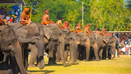 A golden opportunity to talk about elephants