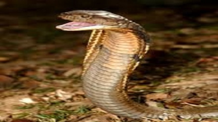 (VIDEO) Caccia al cobra in Thailandia!