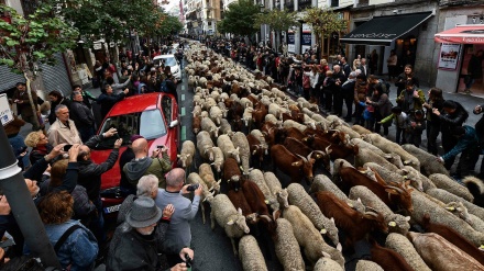 Miles de ovejas toman calles de Madrid en Fiesta de Trashumancia