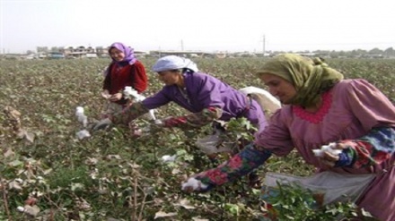 برداشت پنبه اززمین های کشاورزی تاجیکستان