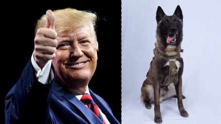 Trump vlerëson kontributin e qenit në operacionin e vrasjes së Al-Baghdadi!!!