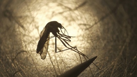 Già 11 morti per un raro virus diffuso attraverso le zanzare