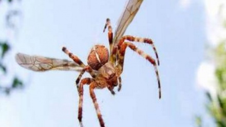 Spiders can soar on electric fields