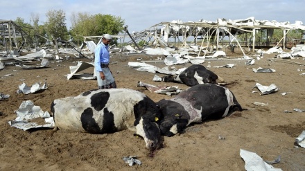 Saudi attacks on farmers pushing Yemen into famine