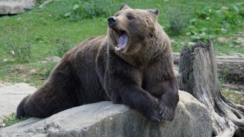 سرنشینان یک بالگرد در روسیه طعمه خرس‌ها شدند
