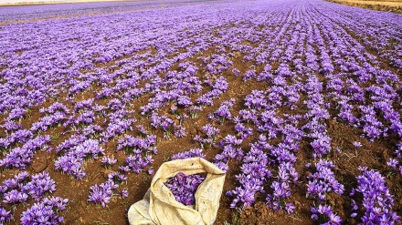 Warga Germi Panen Safron