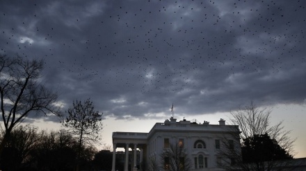 پرندگان موجب اعلام حالت فوق‌العاده در واشنگتن شدند
