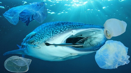 Pandemi COVID-19 Mengancam Spesies Langka di Lautan kita!