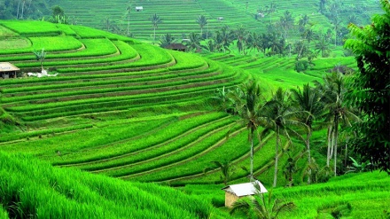 Masa Depan Ketahanan Pangan Indonesia
