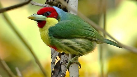 Birds getting smaller, scientists see echo of climate change