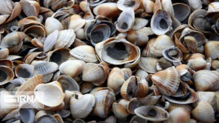 Les rives de la mer Caspienne ornées de coquillages