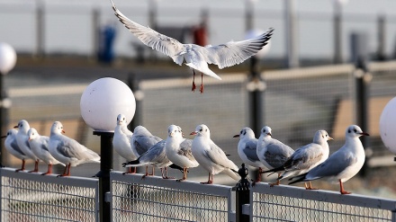 Setiap Tahun, Burung-burung ini Bermigrasi ke Iran