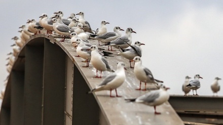 Karun, Tuan Rumah Burung Migran Pemakan Ikan (2)