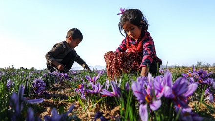 イランでサフランの収穫