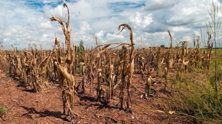 Climate crisis threatens a third of plant species, endangering food supply