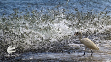 Kish, Tempat Berlindung Aman untuk Burung Migran