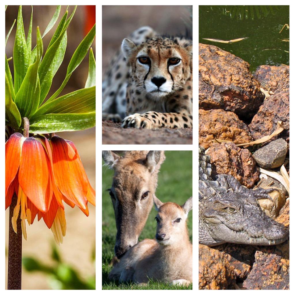 Iran’s Rare Animal and Plant Species