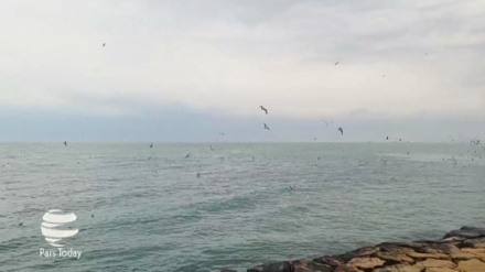 Video: Hermoso vuelo de gaviotas sobre la costa de Bushehr en el Golfo Pérsico