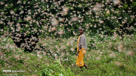 Invasione di locuste in Africa: peggiora la situazione