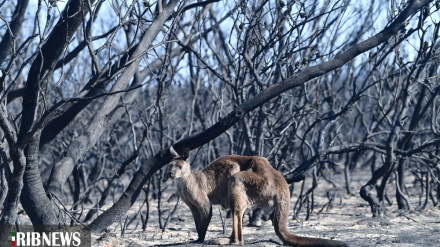 (FOTO) Australia brucia ancora - 1