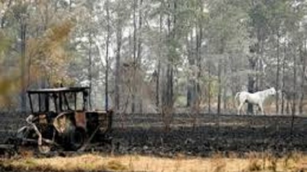 Incendi Australia morti 480mln animali