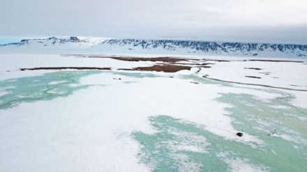 Extreme snowfall kept most plants and animals in one arctic ecosystem from reproducing