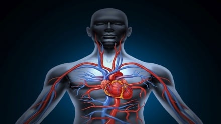 د انسان د پیدایښت او جوړښت په اړه د امام صادق (علیه السلام) وینا