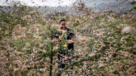 FAO lancia appello: miliardi di locuste invadono l’Africa
