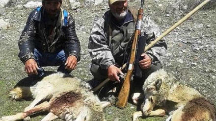 مسلح شدن مردم برای مقابله با گرگها دراستان بدخشان