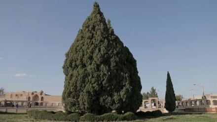 Кипарис Сарв-е Абаркух (Зороастрийский Сарв)